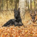 german shepherds