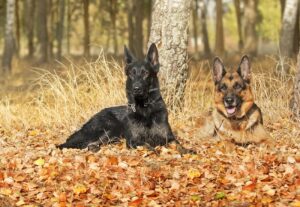 german shepherds