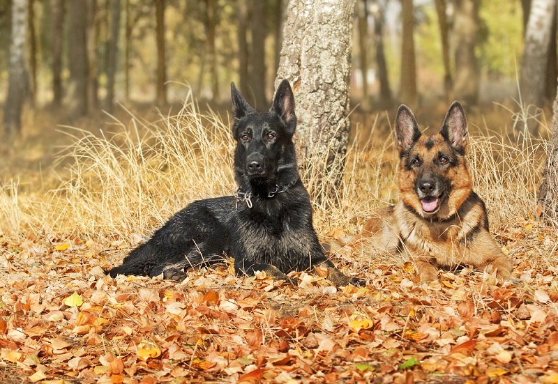 german shepherds